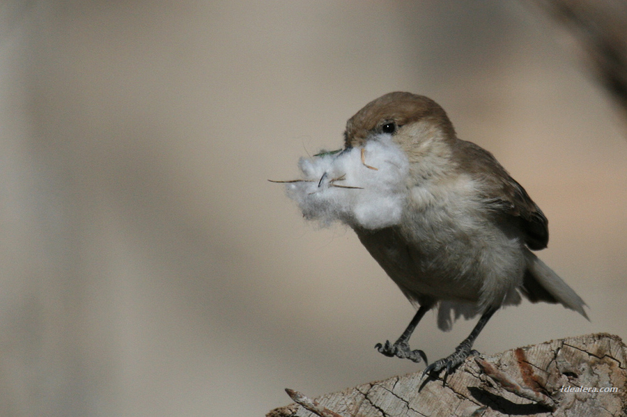 褐背拟地鸦 Tibetan Ground-Jay