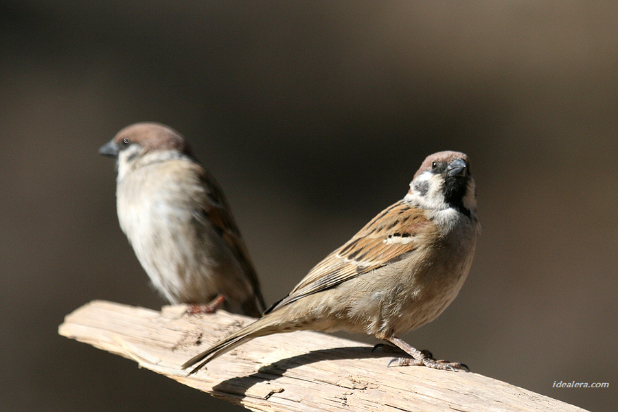 [树]麻雀 Eurasian Tree Sparrow