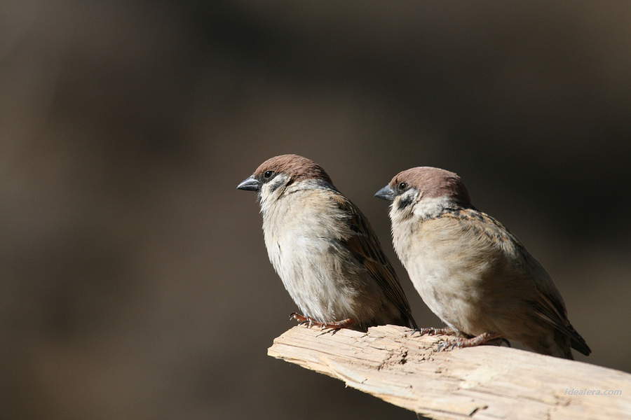 [树]麻雀 Eurasian Tree Sparrow