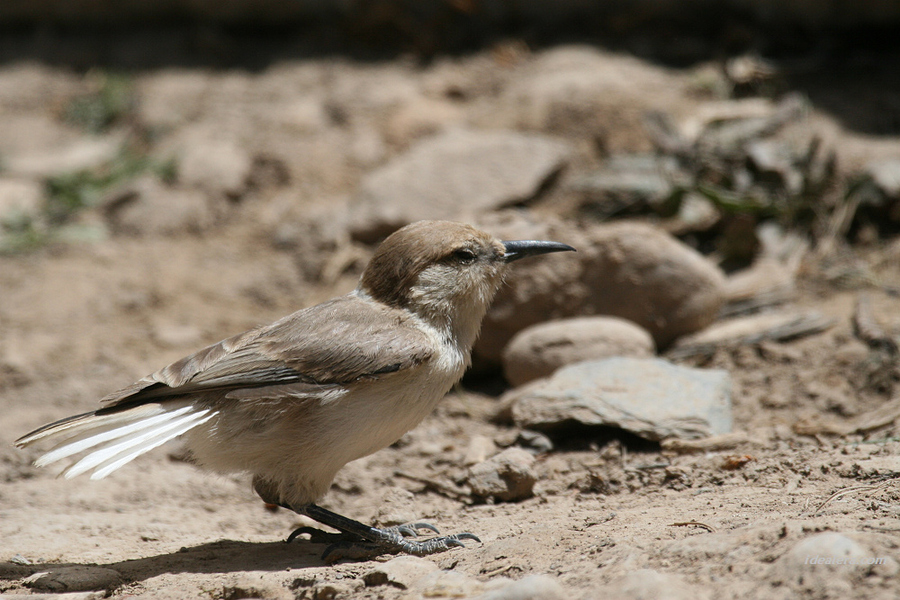 褐背拟地鸦 Tibetan Ground-Jay