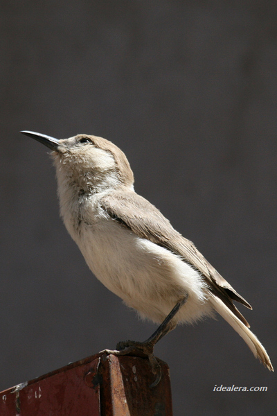褐背拟地鸦 Tibetan Ground-Jay