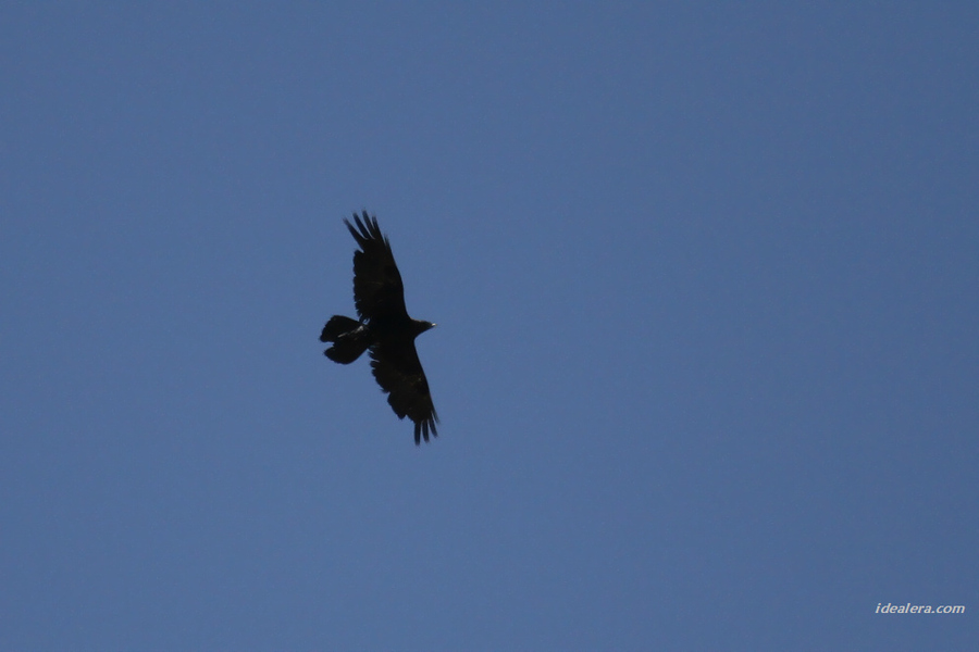 大嘴乌鸦 Large-billed Crow