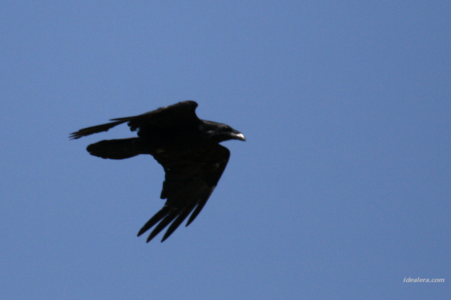 大嘴乌鸦 Large-billed Crow