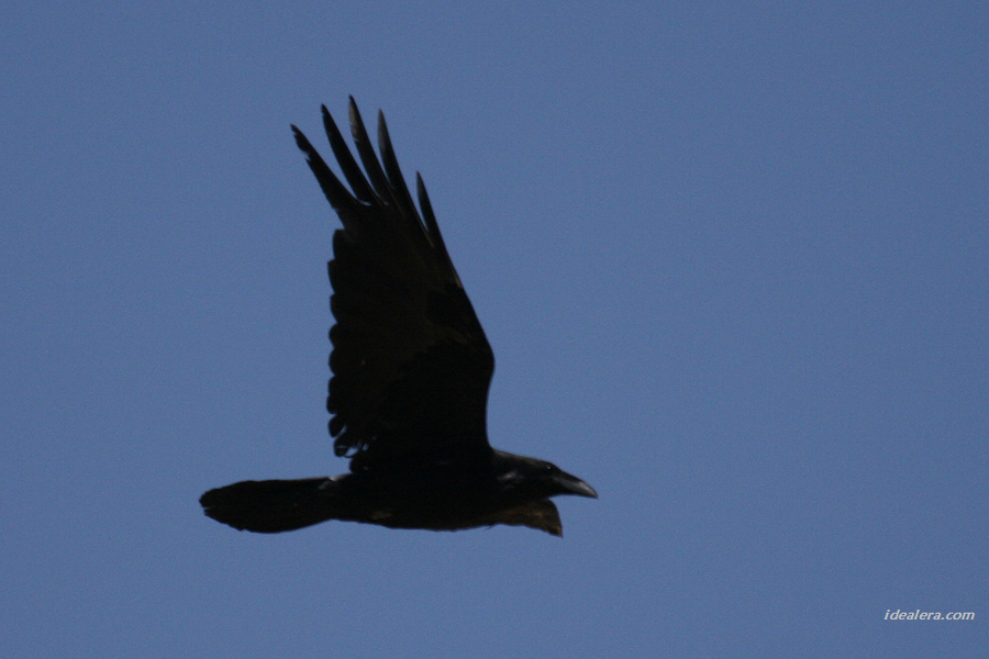 大嘴乌鸦 Large-billed Crow