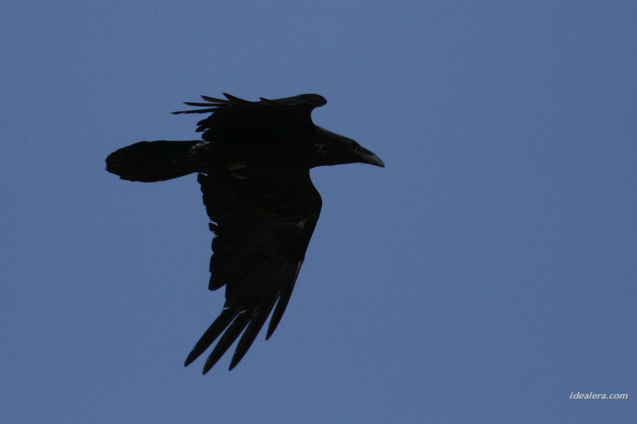 大嘴乌鸦 Large-billed Crow