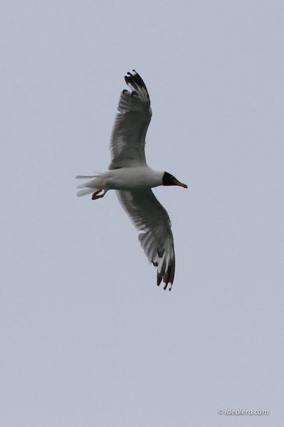 img_8567 img_8567