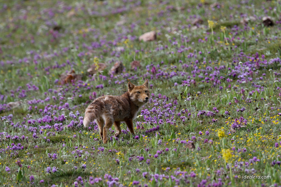 藏狐（学名为Vulpes ferrilata，英文名为Tibetan fox）