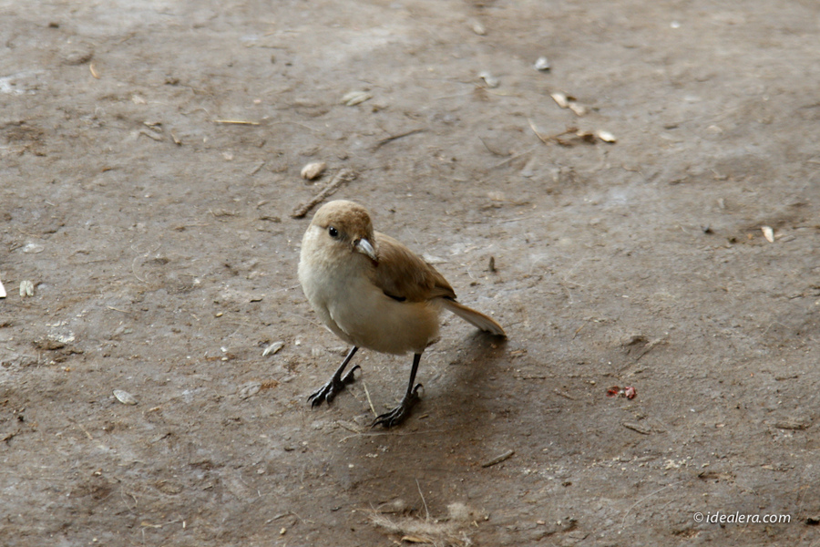 褐背拟地鸦 Tibetan Ground-Jay
