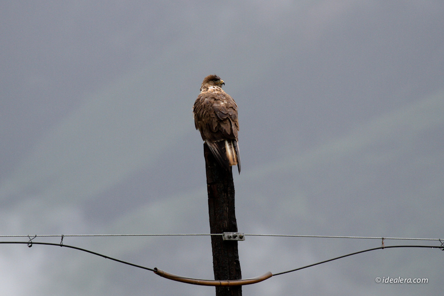 大鵟 Upland Buzzard