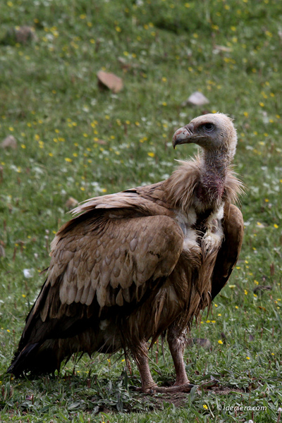 高山兀鹫 Himalayan Griffon