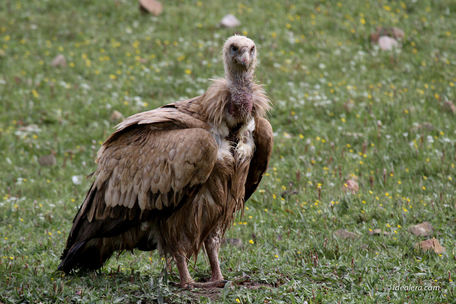 高山兀鹫 Himalayan Griffon