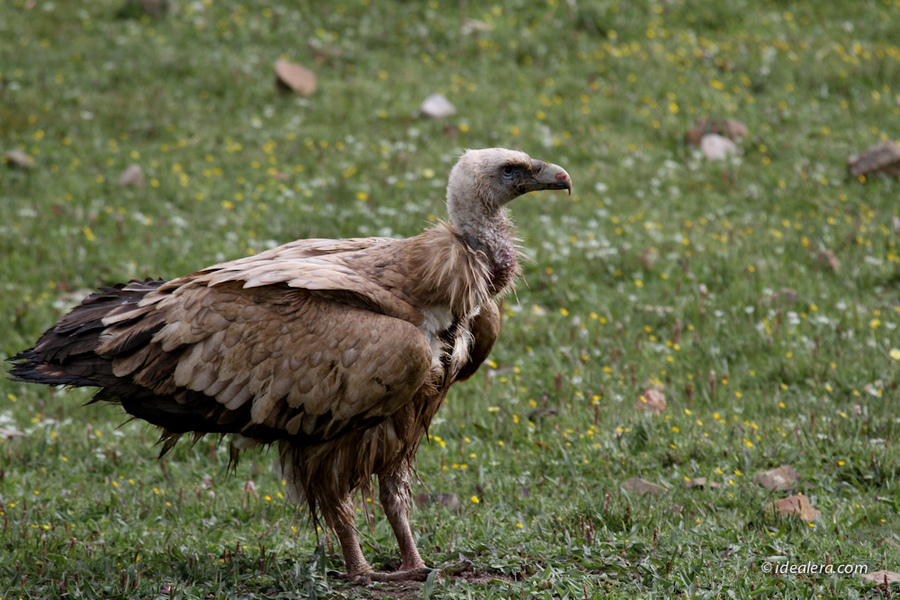 高山兀鹫 Himalayan Griffon