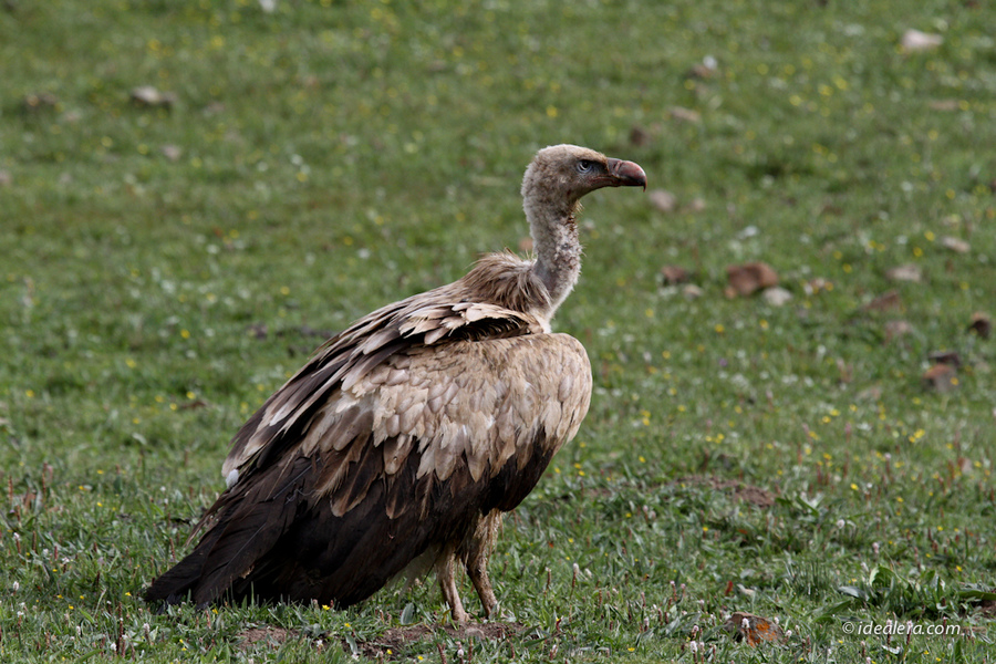高山兀鹫 Himalayan Griffon
