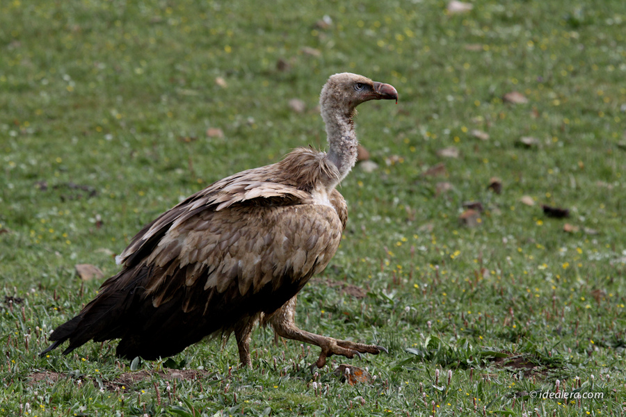 高山兀鹫 Himalayan Griffon
