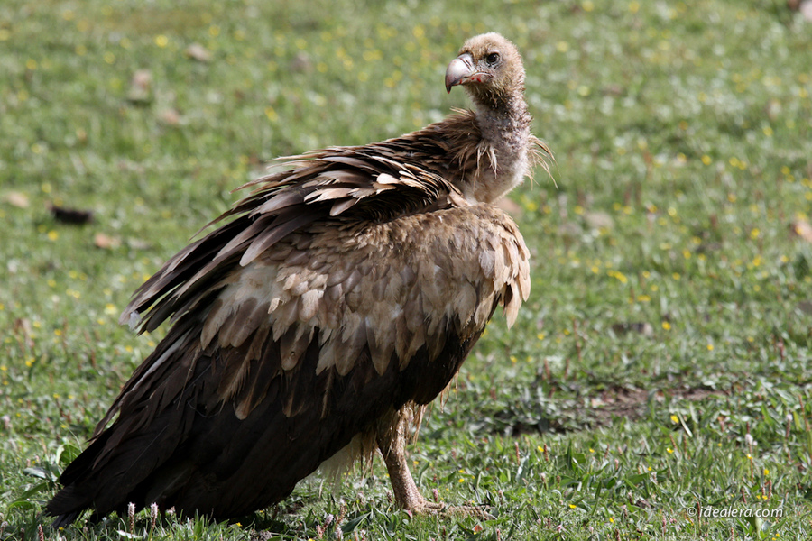 高山兀鹫 Himalayan Griffon