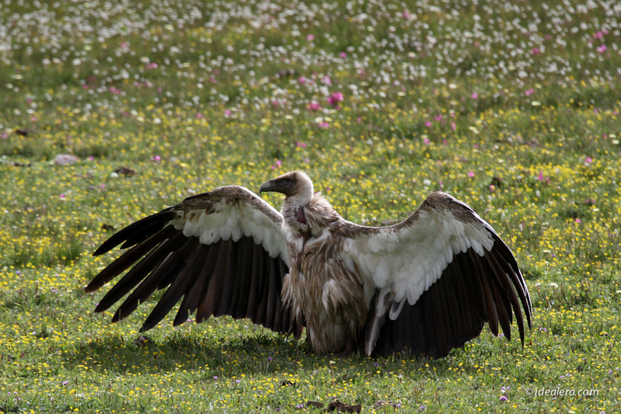 高山兀鹫 Himalayan Griffon