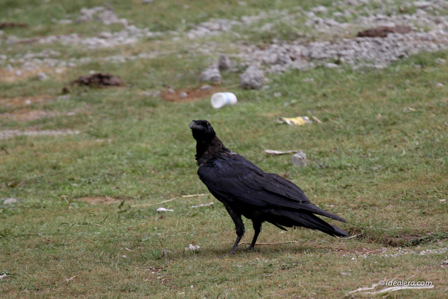 渡鸦 Common Raven