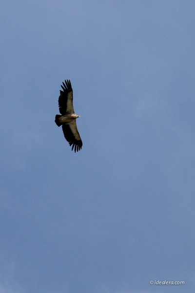 高山兀鹫 Himalayan Griffon