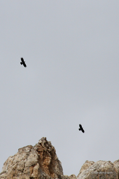 红嘴山鸦 Red-billed Chough